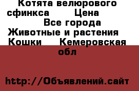 Котята велюрового сфинкса. .. › Цена ­ 15 000 - Все города Животные и растения » Кошки   . Кемеровская обл.